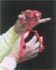 Undo the plastic quick release buckle and the metal failsafe buckle. Open harness for ease when putting on your bird